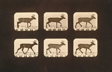 Image sequence of a trotting Deer, 